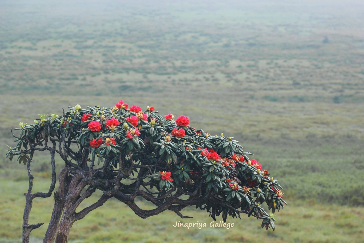 Rhododendron arboreum subsp. zeylanicum (Booth) Tagg